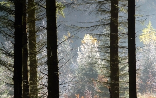 Macclesfield Forest