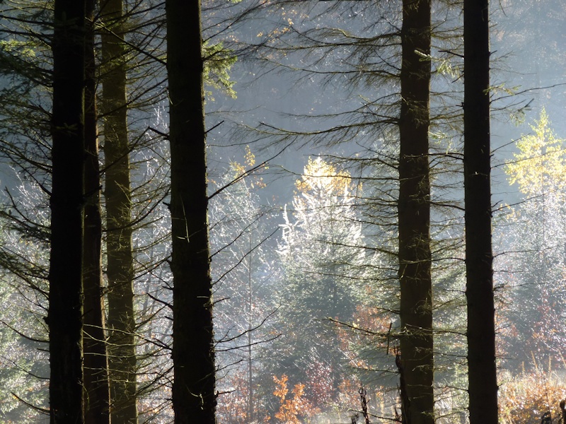 Macclesfield Forest