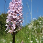 Tissington Trail Orchid