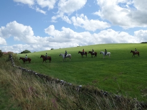 Tissington Trail Horses
