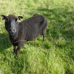 Sheep, Peak District Cycling