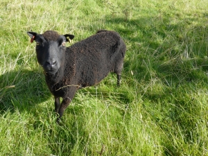 Sheep, Peak District Cycling